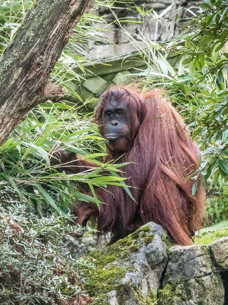 Orang-Utan-Weibchen CHEEMO am 17. Dezember 2019 auf der Außenanlage im Grünen Zoo Wuppertal