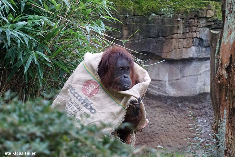 Orang-Utan-Weibchen CHEEMO am 22. Februar 2020 auf der Außenanlage am Menschenaffen-Haus im Grünen Zoo Wuppertal (Foto Klaus Tüller)