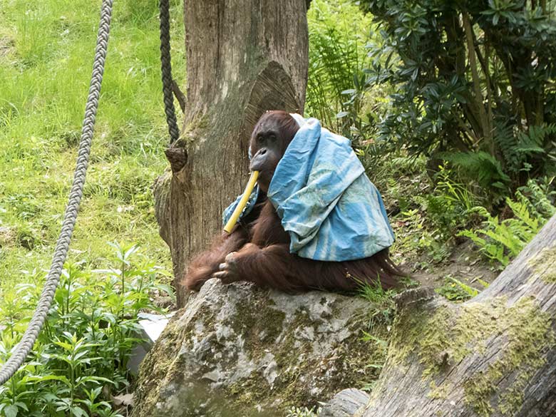 Orang-Utan-Weibchen CHEEMO am 20. Mai 2020 auf der Außenanlage im Grünen Zoo Wuppertal