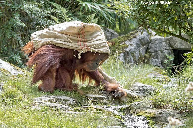 Orang-Utan-Weibchen CHEEMO am 29. August 2020 auf der Außenanlage am Menschenaffen-Haus im Grünen Zoo Wuppertal (Foto Gerrit Nitsch)