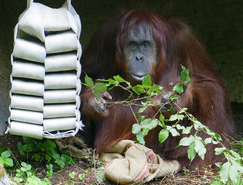 Weiblicher Orang-Utan CHEEMO am 5. September 2020 auf der Außenanlage am Menschenaffen-Haus im Wuppertaler Zoo