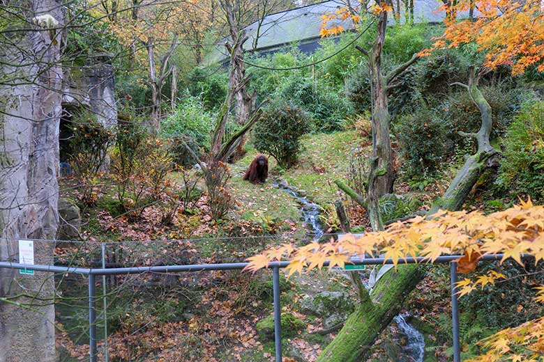 Weiblicher Orang-Utan CHEEMO am 1. November 2020 auf der Außenanlage am Menschenaffen-Haus im Wuppertaler Zoo