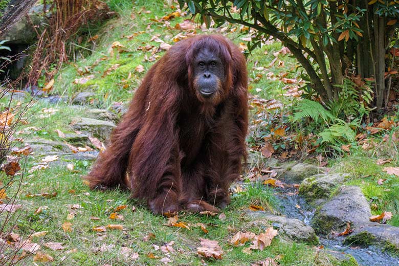 Weiblicher Orang-Utan CHEEMO am 1. November 2020 auf der Außenanlage am Menschenaffen-Haus im Grünen Zoo Wuppertal