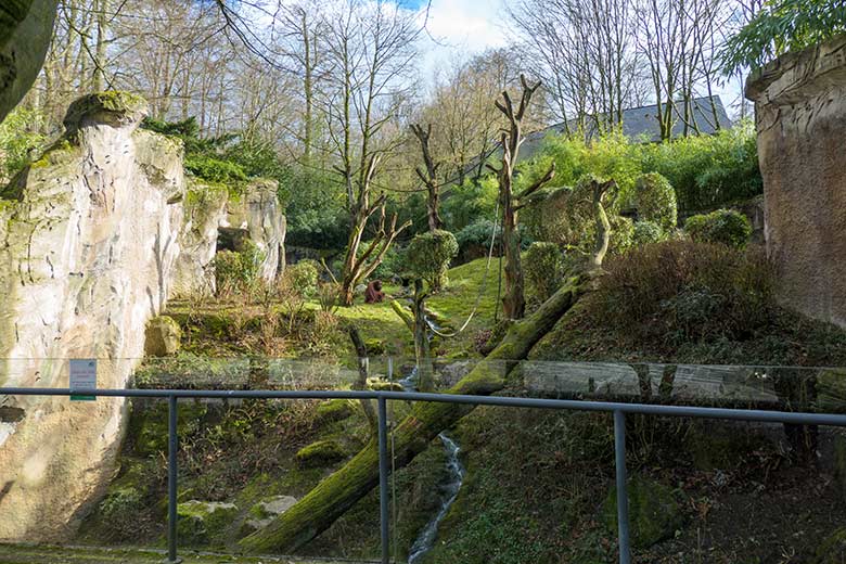 Weiblicher Orang-Utan CHEEMO am 17. März 2021 auf der Außenanlage am Menschenaffen-Haus im Grünen Zoo Wuppertal