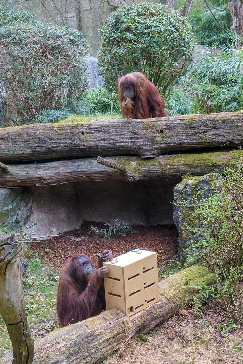 Orang-Utan-Weibchen JAKOWINA und CHEEMO (unten) am 2. April 2021 auf der Außenanlage am Menschenaffen-Haus im Grünen Zoo Wuppertal