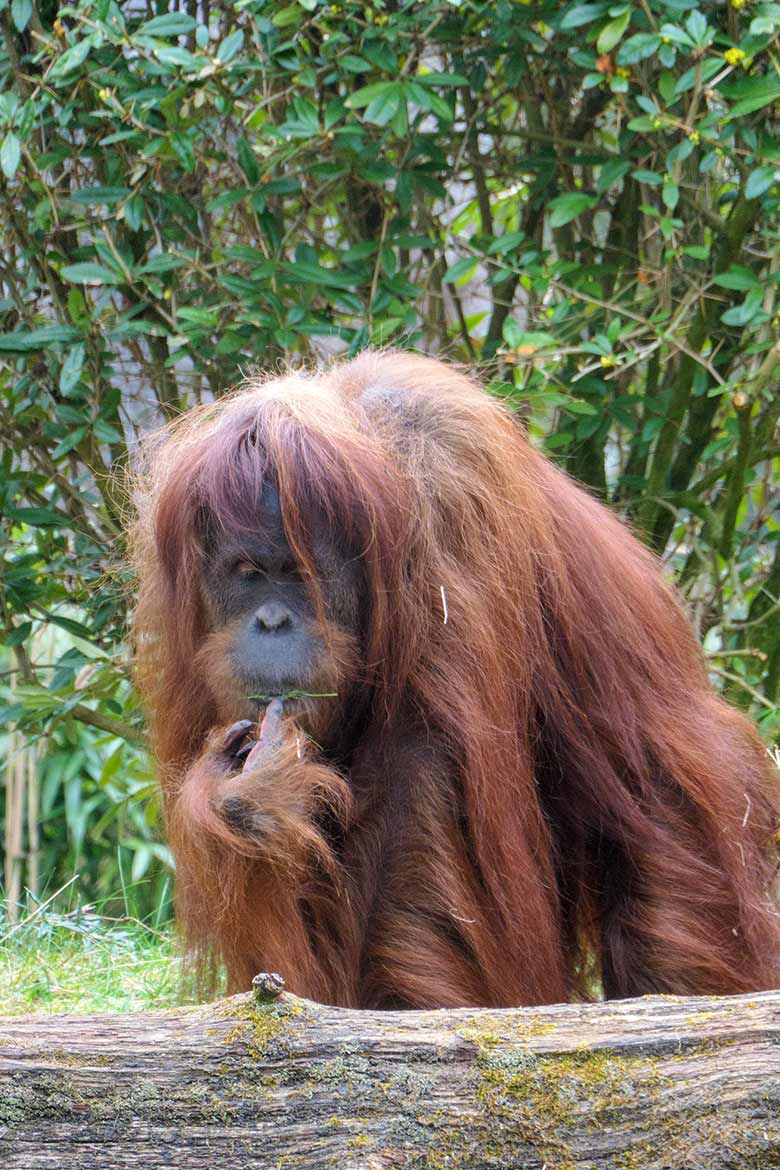 Weiblicher Orang-Utan JAKOWINA am 2. April 2021 auf der Außenanlage am Menschenaffen-Haus im Zoologischen Garten Wuppertal