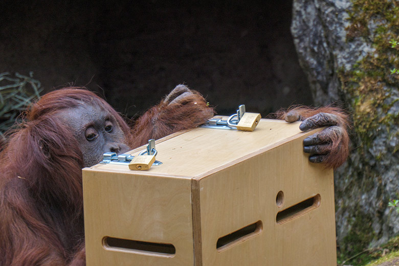 Weiblicher Orang-Utan CHEEMO am 2. April 2021 an einem Schloss am Stocherkasten auf der Außenanlage im Zoologischen Garten Wuppertal