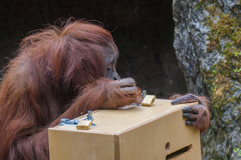 Weiblicher Orang-Utan CHEEMO am 2. April 2021 an einem Schloss am Stocherkasten auf der Außenanlage im Zoo Wuppertal