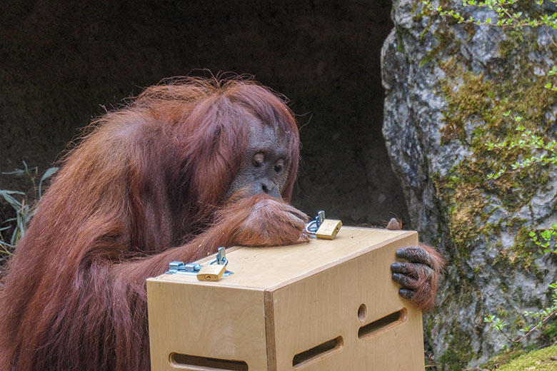 Weiblicher Orang-Utan CHEEMO am 2. April 2021 an einem Schloss am Stocherkasten auf der Außenanlage im Zoologischen Garten der Stadt Wuppertal