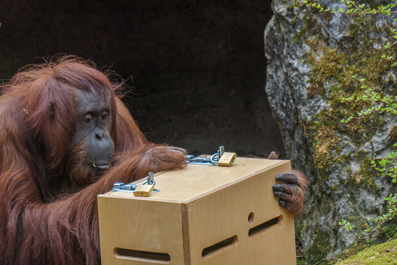 Weiblicher Orang-Utan CHEEMO am 2. April 2021 an einem Schloss am Stocherkasten auf der Außenanlage im Zoo Wuppertal