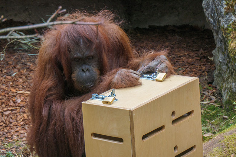 Weiblicher Orang-Utan CHEEMO am 2. April 2021 an einem Schloss am Stocherkasten auf der Außenanlage im Wuppertaler Zoo