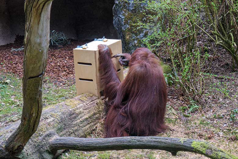 Weiblicher Orang-Utan CHEEMO am 2. April 2021 am Stocherkasten auf der Außenanlage im Grünen Zoo Wuppertal