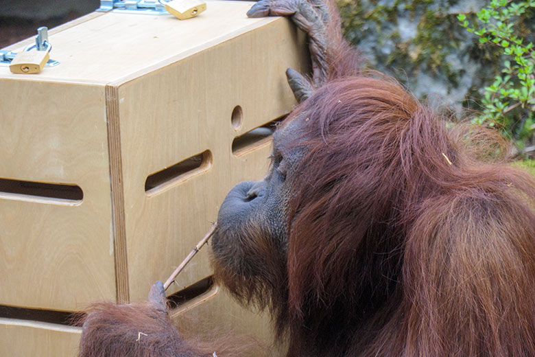 Weiblicher Orang-Utan CHEEMO am 2. April 2021 am Stocherkasten auf der Außenanlage im Grünen Zoo Wuppertal