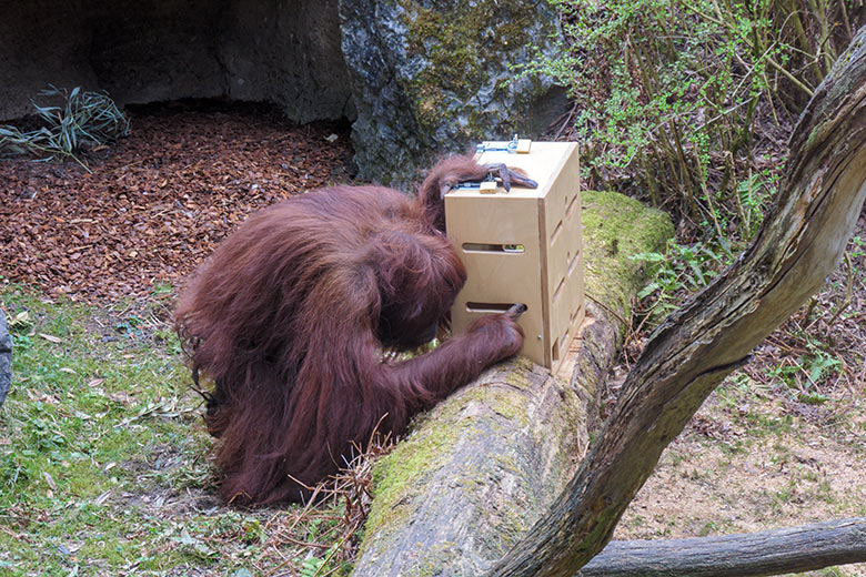 Weiblicher Orang-Utan CHEEMO am 2. April 2021 am Stocherkasten auf der Außenanlage im Zoologischen Garten Wuppertal