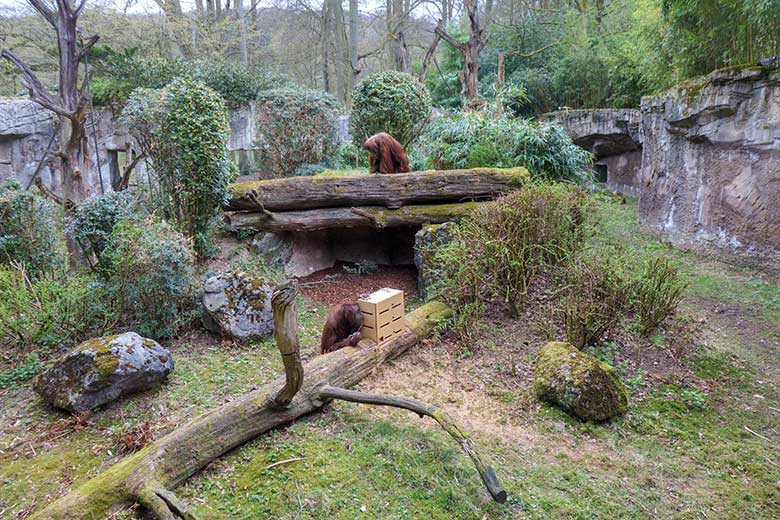 Orang-Utan-Weibchen CHEEMO und JAKOWINA (oben) am 2. April 2021 auf der Außenanlage am Menschenaffen-Haus im Wuppertaler Zoo