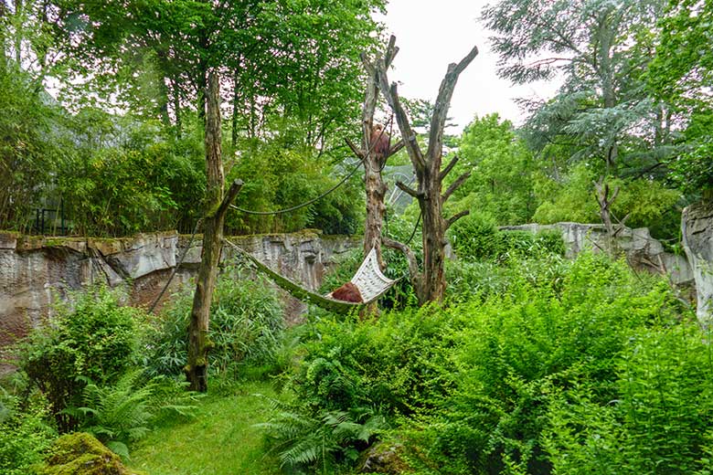 Orang-Utan Weibchen CHEEMO in der Hängematte und Orang-Utan Weibchen JAKOWINA auf dem Baum am 10. Juli 2021 auf der Außenanlage am Menschenaffen-Haus im Grünen Zoo Wuppertal