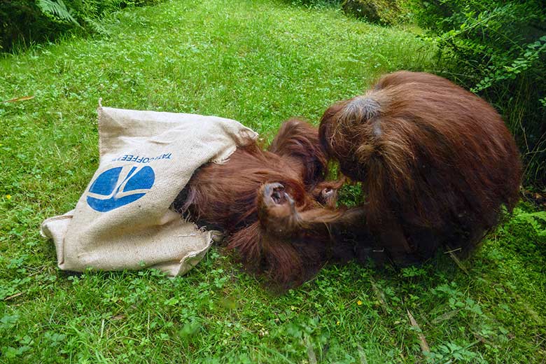 Orang-Utan Weibchen CHEEMO mit Jutesack und Orang-Utan Weibchen JAKOWINA am 10. Juli 2021 auf der Außenanlage am Menschenaffen-Haus im Wuppertaler Zoo