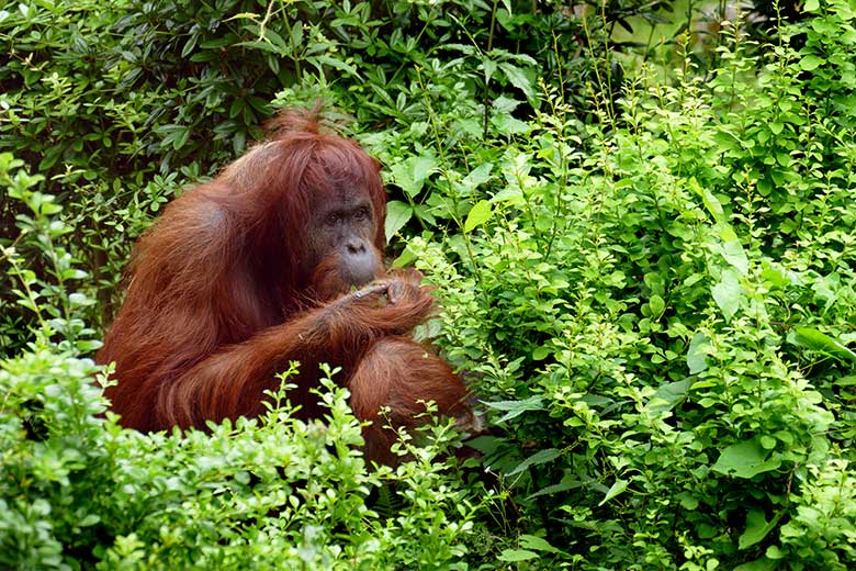 Orang-Utan Weibchen JAKOWINA am 10. Juli 2021 auf der Außenanlage am Menschenaffen-Haus im Wuppertaler Zoo