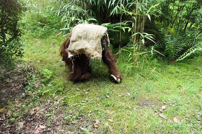 Weiblicher Orang-Utan CHEEMO am 5. August 2021 auf der Außenanlage am Menschenaffen-Haus im Grünen Zoo Wuppertal