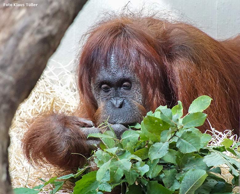 Weiblicher Orang-Utan CHEEMO am 10. August 2021 im Innengehege im Menschenaffen-Haus im Wuppertaler Zoo (Foto Klaus Tüller)