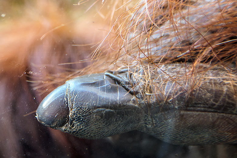 Finger des weiblichen Orang-Utan CHEEMO am 15. Februar 2022 auf der Außenanlage am Menschenaffen-Haus im Wuppertaler Zoo
