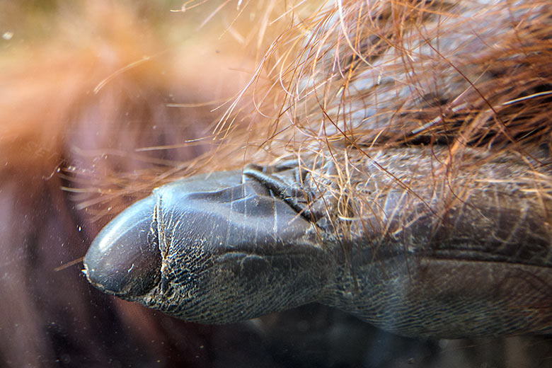 Finger des weiblichen Orang-Utan CHEEMO am 15. Februar 2022 auf der Außenanlage am Menschenaffen-Haus im Wuppertaler Zoo