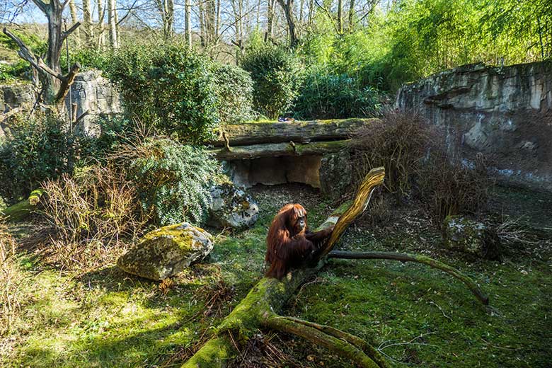 Weiblicher Orang-Utan CHEEMO am 9. März 2022 auf der Außenanlage am Menschenaffen-Haus im Grünen Zoo Wuppertal