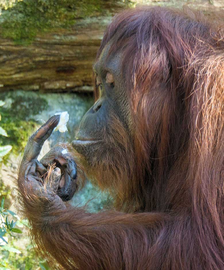 Weiblicher Orang-Utan CHEEMO am 9. März 2022 auf der Außenanlage am Menschenaffen-Haus im Zoo Wuppertal