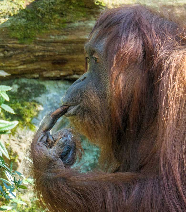 Weiblicher Orang-Utan CHEEMO am 9. März 2022 auf der Außenanlage am Menschenaffen-Haus im Grünen Zoo Wuppertal