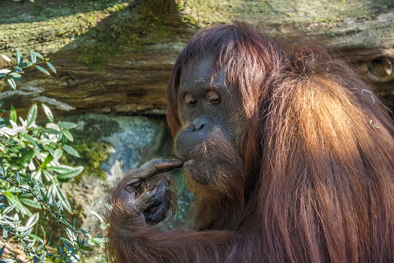 Weiblicher Orang-Utan CHEEMO am 9. März 2022 auf der Außenanlage am Menschenaffen-Haus im Wuppertaler Zoo