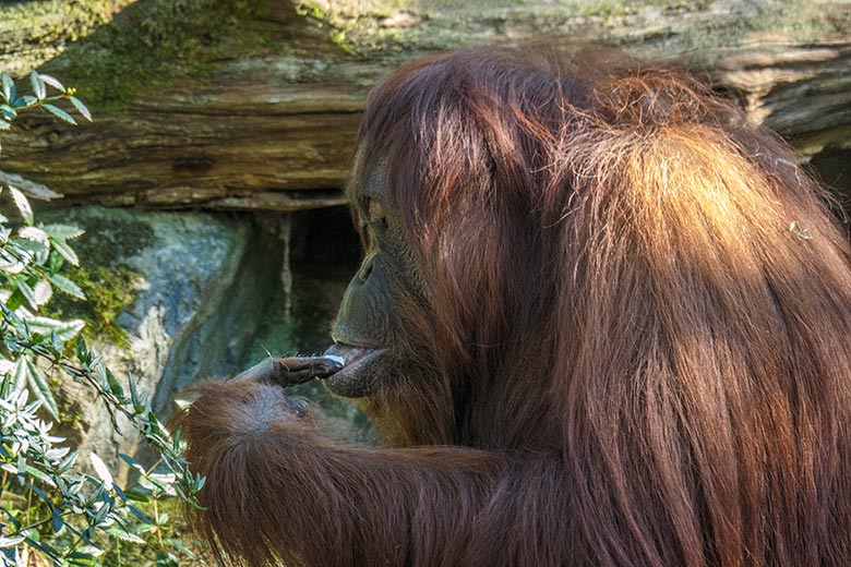 Weiblicher Orang-Utan CHEEMO am 9. März 2022 auf der Außenanlage am Menschenaffen-Haus im Grünen Zoo Wuppertal