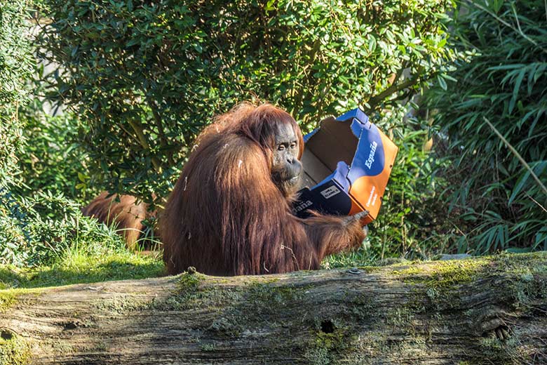 Weiblicher Orang-Utan CHEEMO am 9. März 2022 auf der Außenanlage am Menschenaffen-Haus im Grünen Zoo Wuppertal