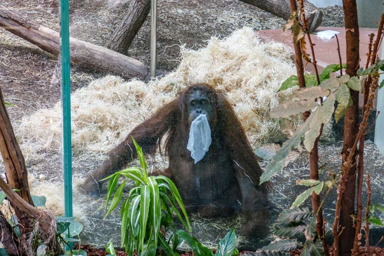 Weiblicher Orang-Utan CHEEMO am 12. April 2022 im Innengehege im Menschenaffen-Haus im Zoologischen Garten Wuppertal