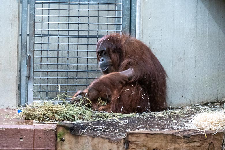 Weiblicher Orang-Utan CHEEMO am 13. April 2022 im Innengehege im Menschenaffen-Haus im Grünen Zoo Wuppertal