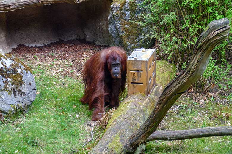 Weiblicher Orang-Utan CHEEMO am 14. April 2022 auf der Außenanlage am Menschenaffen-Haus im Grünen Zoo Wuppertal