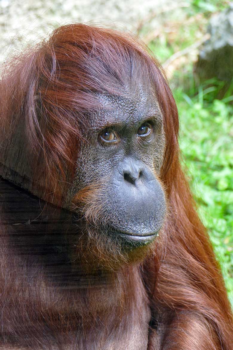 Weiblicher Orang-Utan CHEEMO am 14. April 2022 auf der Außenanlage am Menschenaffen-Haus im Wuppertaler Zoo