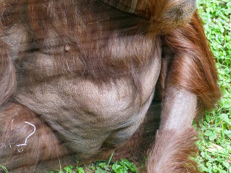 Rasierter Bauch-Bereich beim weiblichen Orang-Utan CHEEMO am 14. April 2022 auf der Außenanlage am Menschenaffen-Haus im Zoo Wuppertal