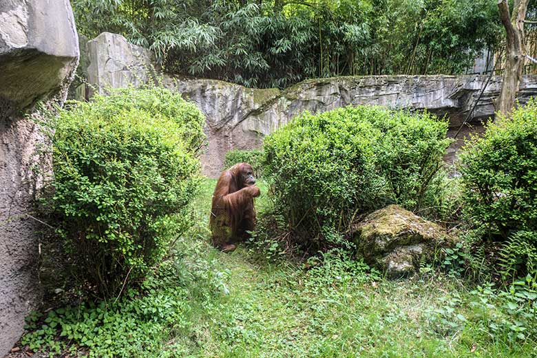 Weiblicher Orang-Utan JAKOWINA am 1. Mai 2022 auf der Außenanlage am Menschenaffen-Haus im Grünen Zoo Wuppertal