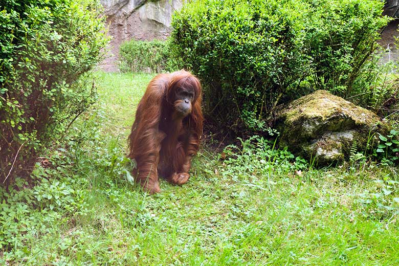 Weiblicher Orang-Utan JAKOWINA am 1. Mai 2022 auf der Außenanlage am Menschenaffen-Haus im Zoologischen Garten Wuppertal