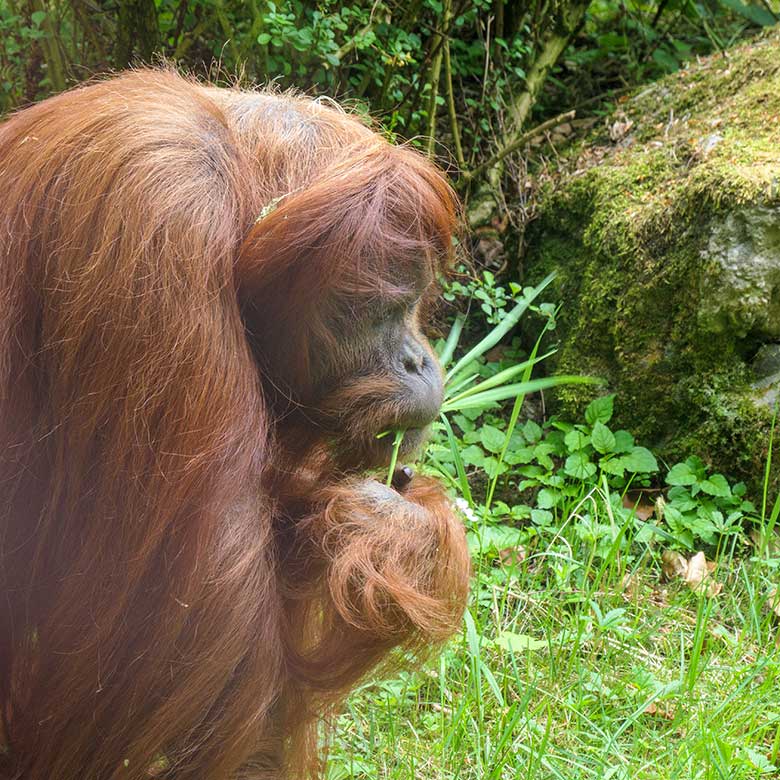 Weiblicher Orang-Utan JAKOWINA am 1. Mai 2022 auf der Außenanlage am Menschenaffen-Haus im Zoo Wuppertal