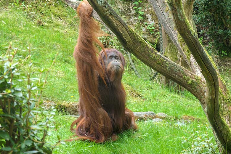 Weiblicher Orang-Utan JAKOWINA am 1. Mai 2022 auf der Außenanlage am Menschenaffen-Haus im Grünen Zoo Wuppertal