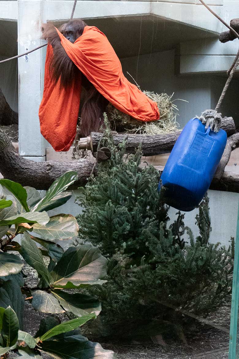 Weiblicher Orang-Utan CHEEMO am 4. Juni 2022 im Menschenaffen-Haus im Grünen Zoo Wuppertal