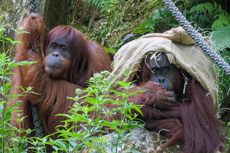 Weibliche Orang-Utans JAKOWINA und CHEEMO am 10. Juli 2022 auf der Außenanlage am Menschenaffen-Haus im Zoologischen Garten der Stadt Wuppertal