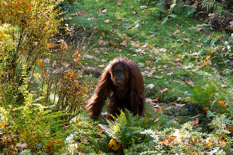 Weiblicher Orang-Utan CHEEMO am 9. Oktober 2022 auf der Außenanlage am Menschenaffen-Haus im Grünen Zoo Wuppertal