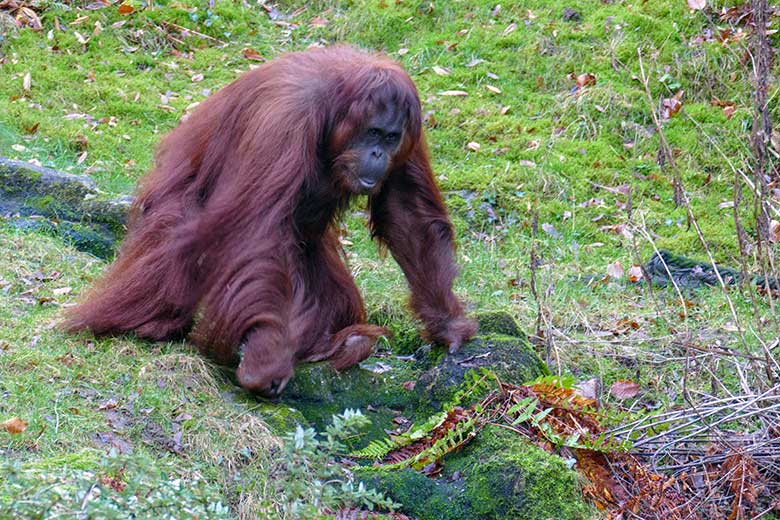 Weiblicher Orang-Utan Cheemo am 3. Januar 2023 auf der Außenanlage am Menschenaffen-Haus im Zoologischen Garten der Stadt Wuppertal