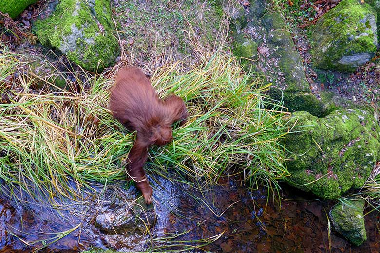 Weiblicher Orang-Utan Cheemo am 3. Januar 2023 auf der Außenanlage am Menschenaffen-Haus im Zoo Wuppertal