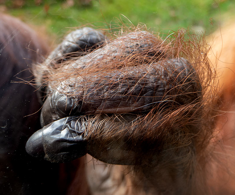 Finger der linken Hand von dem weiblichen Orang-Utan CHEEMO am 22. Februar 2023 an der Glasscheibe der Besucher-Höhle der Außenanlage am Menschenaffen-Haus im Wuppertaler Zoo