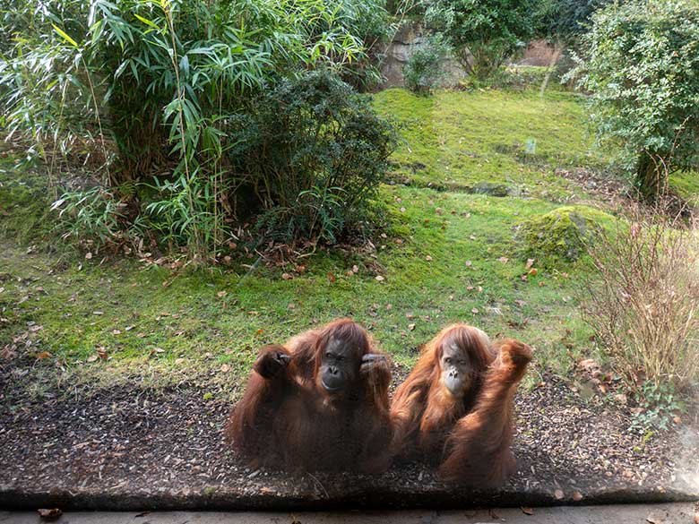 Weibliche Orang-Utans CHEEMO und JAKOWINA am 22. Februar 2023 an der Glasscheibe der Besucher-Höhle der Außenanlage am Menschenaffen-Haus im Zoo Wuppertal