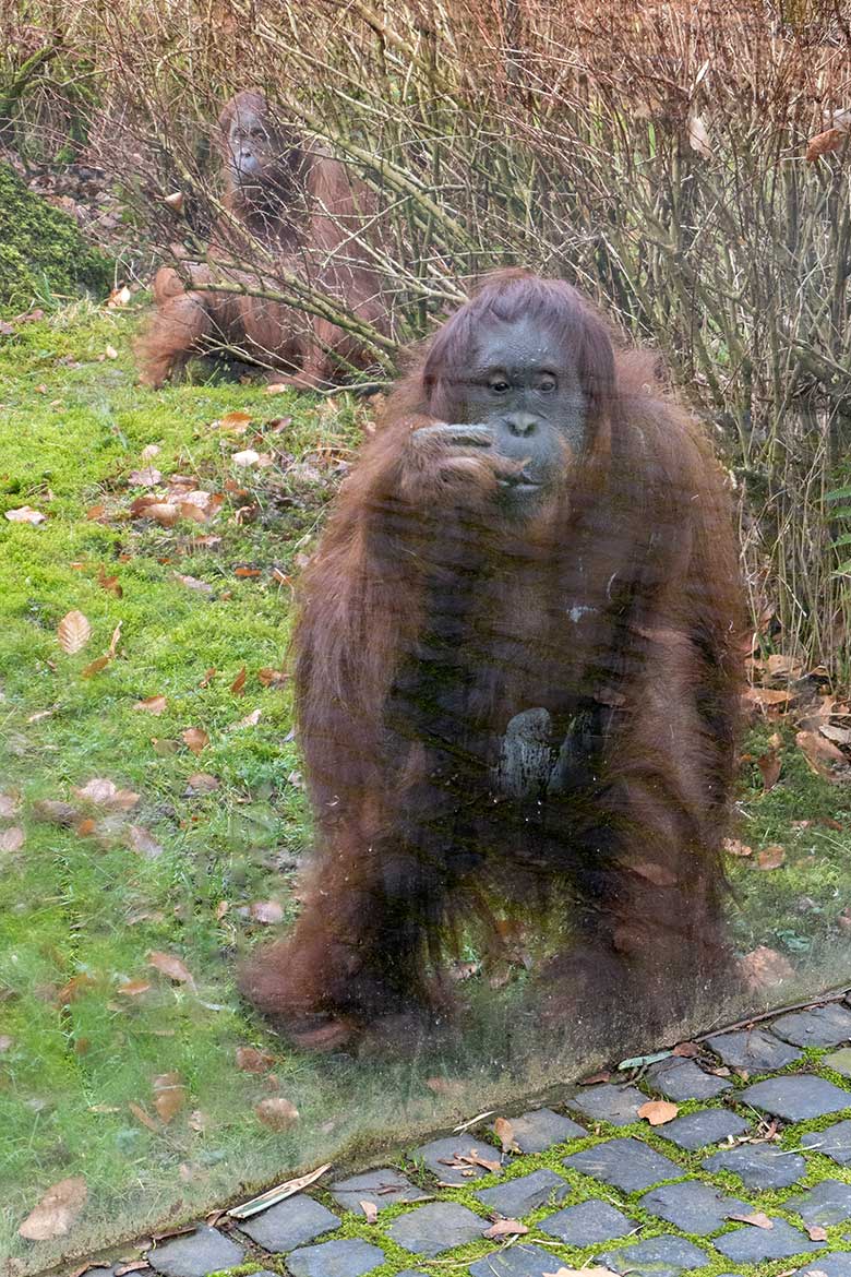 Weibliche Orang-Utans CHEEMO und JAKOWINA (hinten) am 22. Februar 2023 an einer Glasscheibe der Außenanlage am Menschenaffen-Haus im Grünen Zoo Wuppertal