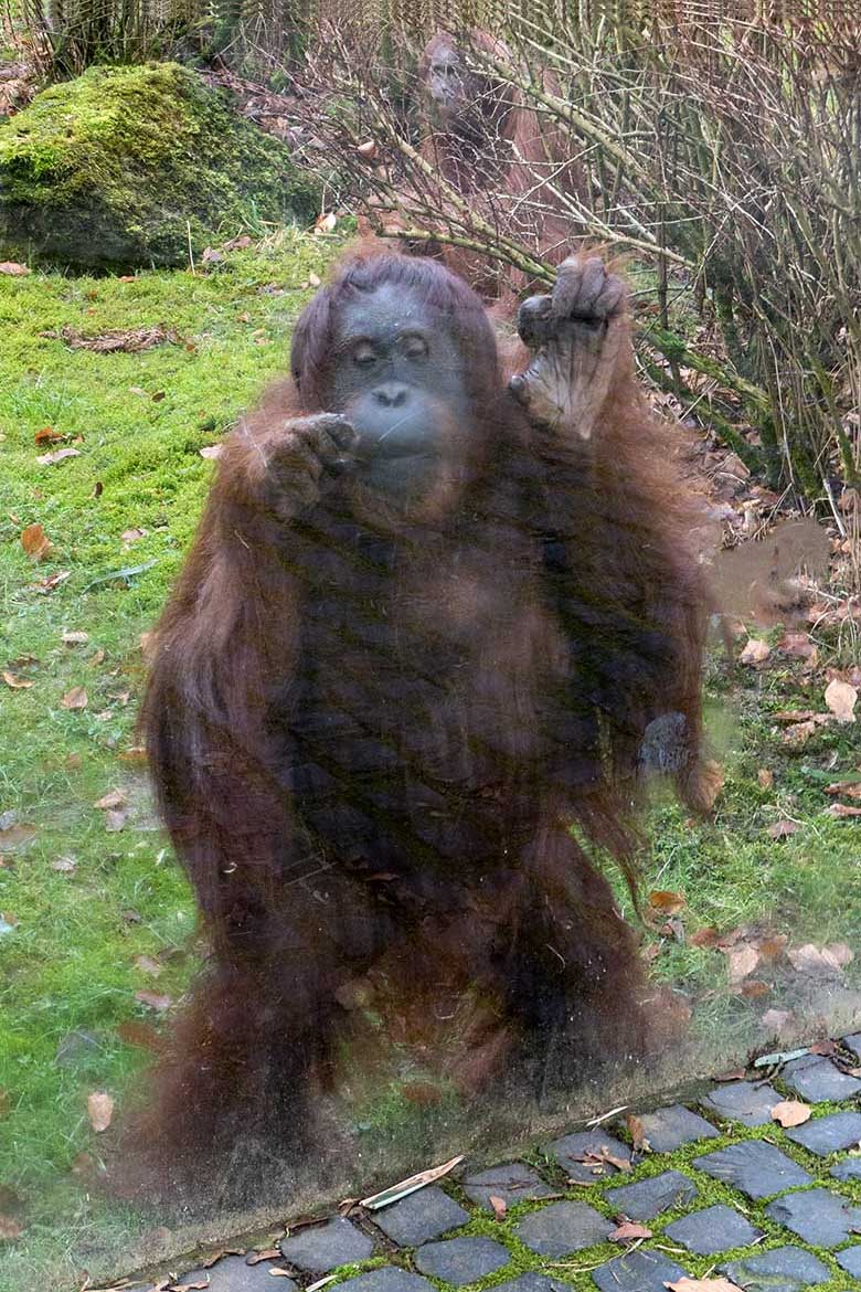 Weibliche Orang-Utans CHEEMO und JAKOWINA (hinten) am 22. Februar 2023 an einer Glasscheibe der Außenanlage am Menschenaffen-Haus im Zoologischen Garten Wuppertal